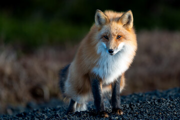 A closeup of a large adult red fox stretches its hind legs as it prepares to walk along a gravel road. The warm sun is shining on the long thick lustrous orange and white fur of the wild vixen. 