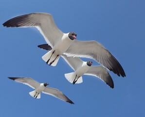 seagulls in the sky
