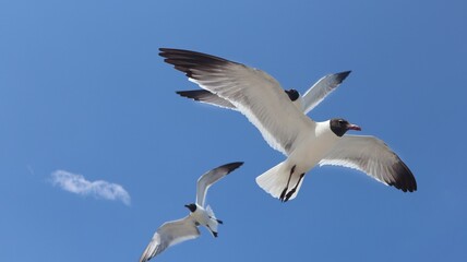 seagull flying in the sky