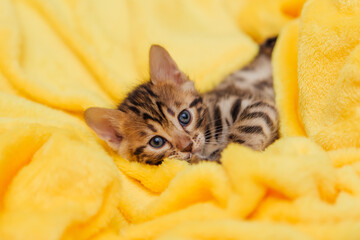 Little bengal kitten on the yellow blanket