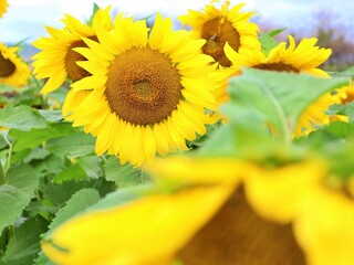 sunflowers on a field