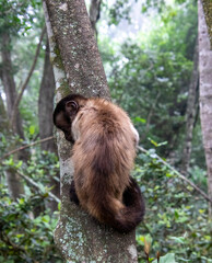 Obraz premium Capuchin monkey clings to the side of a tree