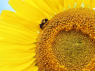 bee on sunflower