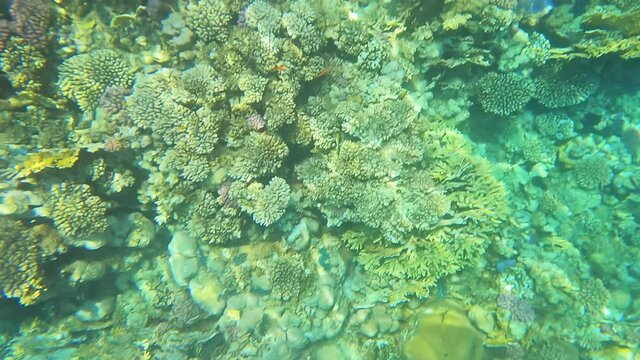 Ecosystem life in tropical underwater landscape view of the coral reef