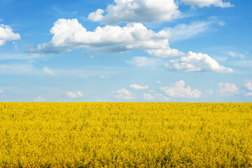 a beautiful yellow rapeseed field against a blue sky background