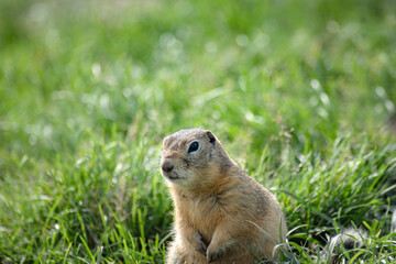 Naklejka na ściany i meble photo of a wild ground squirrel in its natural habitat, in summer on a green meadow. close-up
