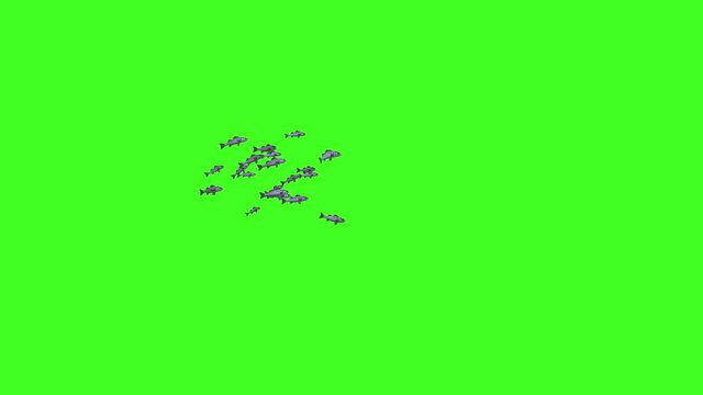Fish Animation, Fish Swim Green Screen Video, 3D Animation, Underwater, Single and Group, Isolated School of Fish