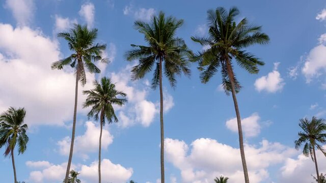 Timelapse of blue sky and clouds with coconut palm trees in Phuket Thailand on a sunny summer day Nature background Coconut palm trees blow in wind