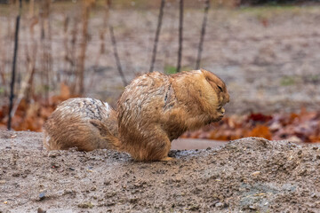 prairie dog eating