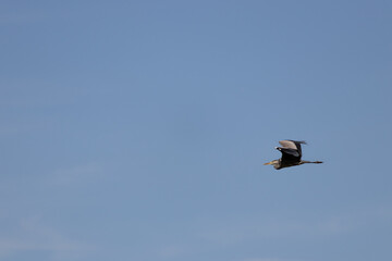 Gray heron (lat. Ardea cinerea) in flight against the blue sky