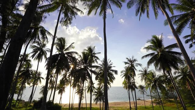 Silhouette coconut palm trees and beautiful sunset sky over sea Amazing light nature colorful landscape Beautiful light nature sky and clouds seascape at Phuket island