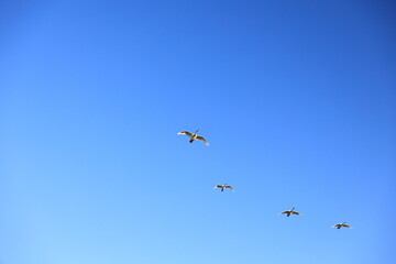 日本、空を飛ぶ白鳥の群れ