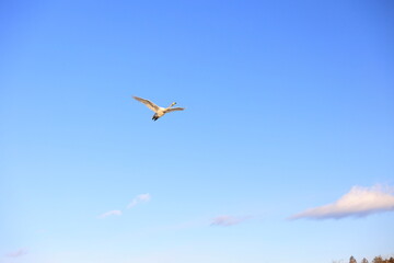 Fototapeta na wymiar 日本、空を飛ぶ白鳥