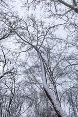 trees and sky on a snowy afternoon