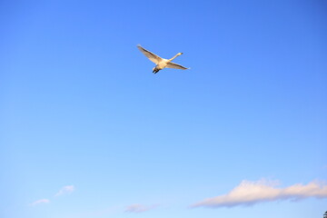 日本、空を飛ぶ白鳥の群れ