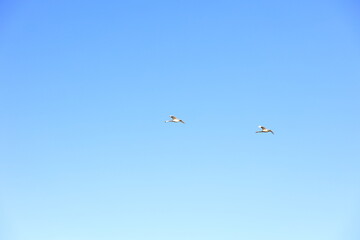 Fototapeta premium 日本、空を飛ぶ白鳥の群れ