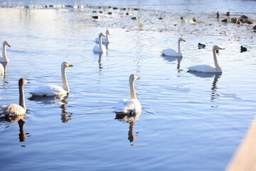 池を泳ぐ白鳥の群れ