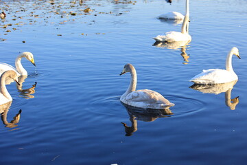 池を泳ぐ白鳥の群れ