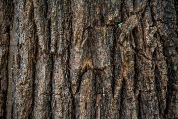 bark of a tree