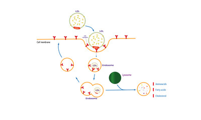 Receptor-mediated endocytosis [Low density lipoprotein]