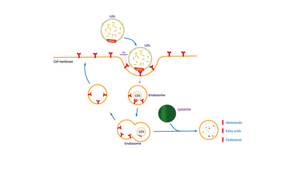 Receptor-mediated endocytosis [Low density lipoprotein]