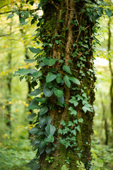 The tree trunk is entwined with plants. Green leaves around the tree. Ivy in the forest.