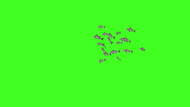 Fish Animation, Fish Swim Green Screen Video, 3D Animation, Underwater, Single and Group, Fish group underwater,  Chroma screen, Realistic fish animation, Isolated School of Fish