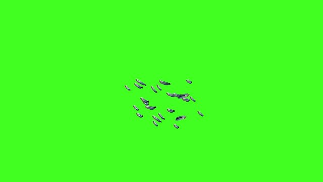 Fish Animation, Fish Swim Green Screen Video, 3D Animation, Underwater, Single and Group, Small fish group swimming, silverfish, realistic fish animation, green screen, Chroma, Isolated School of Fish
