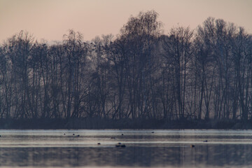 wetlands at the river inn near kirchdorf in the evening light