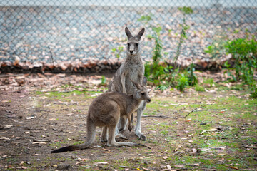 kangaroo and baby