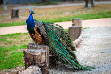 peacock with feathers