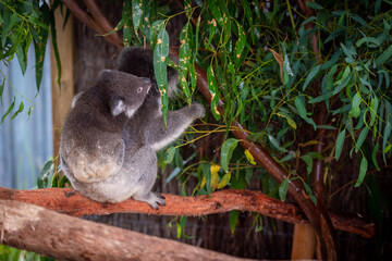 Koala with baby