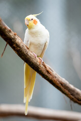 Cockatiel