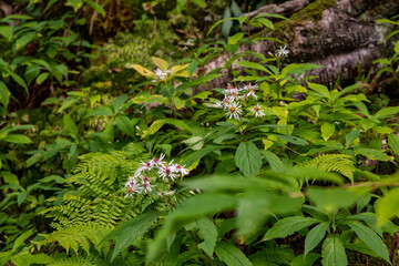flowers in the forest