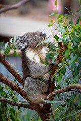 Koala eating gum leaves