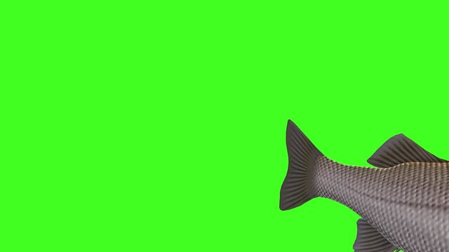 Fish Animation, Fish Swim Green Screen Video, 3D Animation, Underwater, Single and Group, Chroma, Fish swimming, River fish, ocean fish, Fishing 