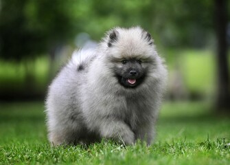 black and white pomeranian dog