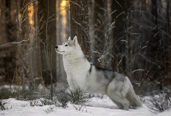Obraz premium husky in the snow