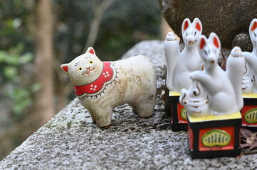 日本の古都　鎌倉の佐助稲荷神社の白猫様