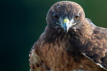 A wildlife rescued Red Tailed Hawk close up