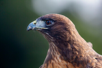 A wildlife rescued Red Tailed Hawk close up