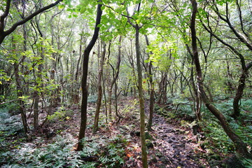 mossy rocks and fern and old trees in deep autumn forest