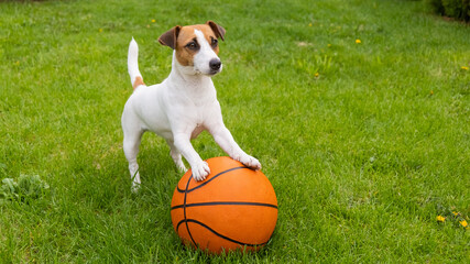 Dog jack russell terrier with a basketball ball on a green lawn.