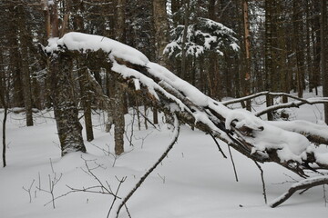 Mont Ham 2 Au 8 Janvier 2022