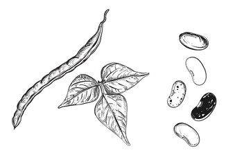 Hand drawn sketch black and white of string bean, leaf, pod. Vector illustration. Elements in graphic style label, card, sticker, menu, package. Engraved style illustration.
