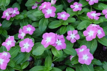 Pink Madagascar Periwinkle on Catharanthus Roseus in The Garden