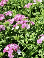 Fresh Pink Dianthus Flowers in A Garden