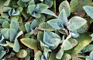 Close Up of Kalanchoe Humilis Succulent Plants