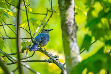 bird on a branch