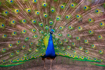 Obraz premium peacock with feathers out